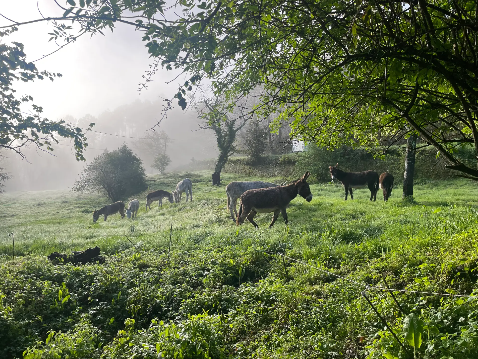 Donkey trekking in the Cévennes, Frégère Basse farm